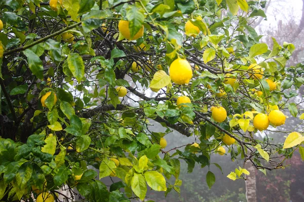 Srail Den Bir Limon Ağacı Closeup — Stok fotoğraf