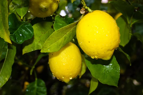 İsrail'den bir limon ağacı closeup