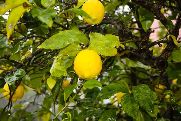 Primer Plano Limonero Israel — Foto de Stock