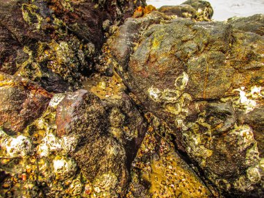 Vahşi kıyı şeridi ve plaj Güney Hindistan'da 