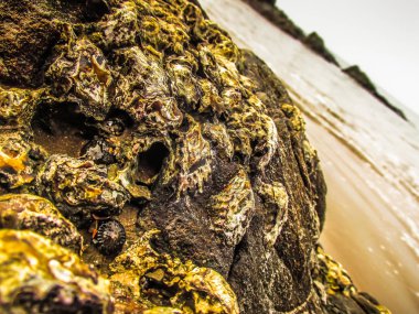 Vahşi kıyı şeridi ve plaj Güney Hindistan'da 