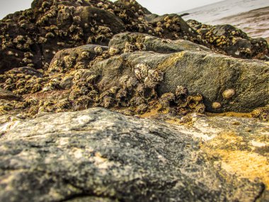 Vahşi kıyı şeridi ve plaj Güney Hindistan'da 