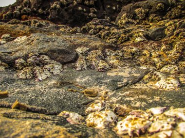 Vahşi kıyı şeridi ve plaj Güney Hindistan'da 