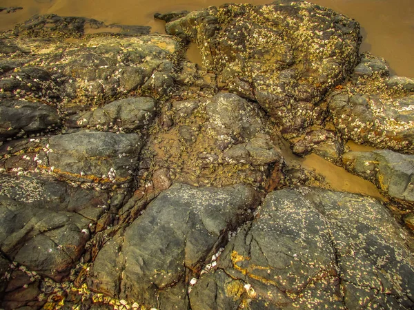 Wild Coastline Beach Southern India — Stock Photo, Image