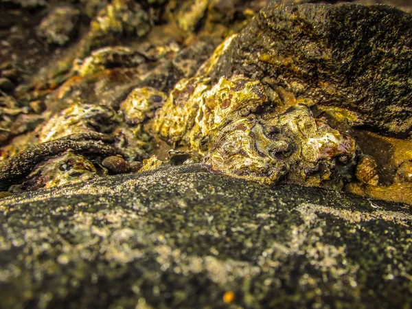 荒々しい海岸線が楽しめますし 南インドのビーチ — ストック写真