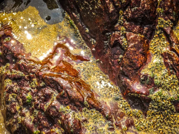 Wild Coastline Beach Southern India — Stock Photo, Image