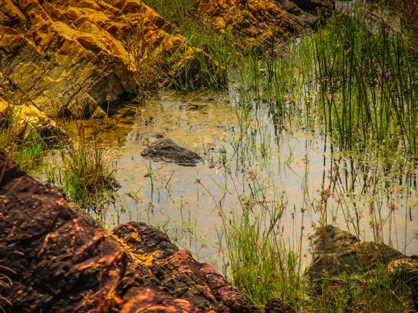 Côte Sauvage Plage Dans Sud Inde — Photo