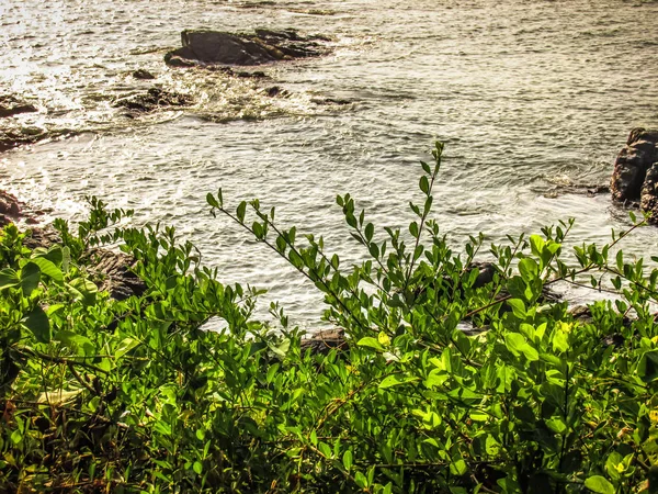 Wilde Küste Und Strand Südindien — Stockfoto