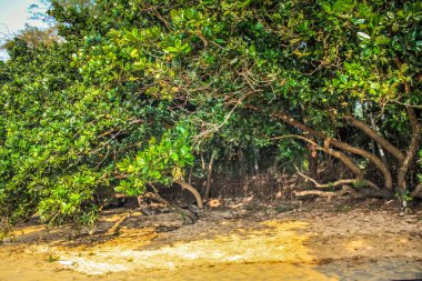 Vahşi kıyı şeridi ve plaj Güney Hindistan'da 