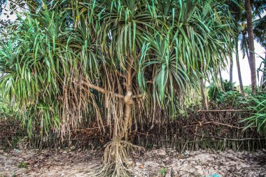 Doğa ve manzara Goa Güney Hindistan'da 