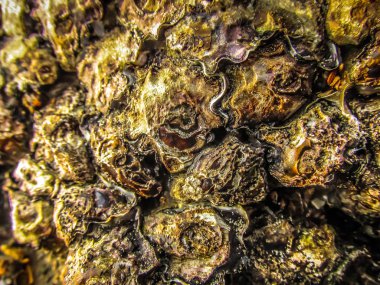 Doğa ve manzara Goa Güney Hindistan'da 