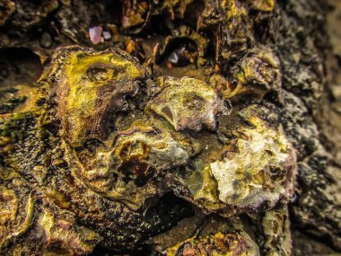 Vahşi kıyı şeridi ve plaj Güney Hindistan'da 