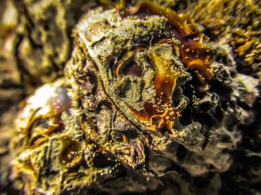 Vahşi kıyı şeridi ve plaj Güney Hindistan'da 