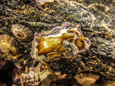 Vahşi kıyı şeridi ve plaj Güney Hindistan'da 