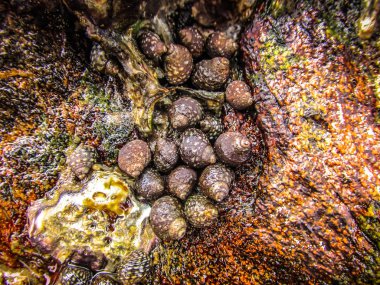 Vahşi kıyı şeridi ve plaj Güney Hindistan'da 