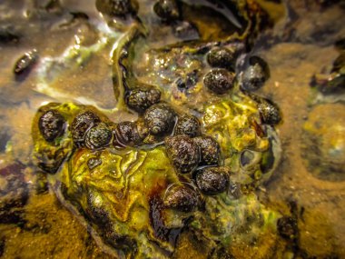 Vahşi kıyı şeridi ve plaj Güney Hindistan'da 