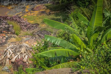 Vahşi kıyı şeridi ve plaj Güney Hindistan'da 