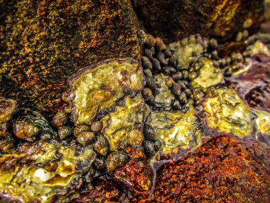 Vahşi kıyı şeridi ve plaj Güney Hindistan'da 