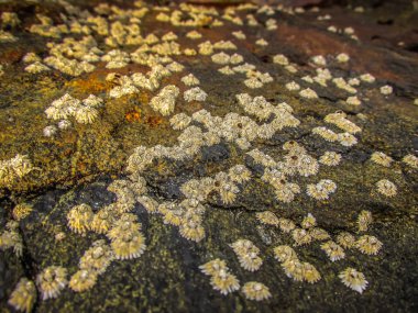 Vahşi kıyı şeridi ve plaj Güney Hindistan'da 