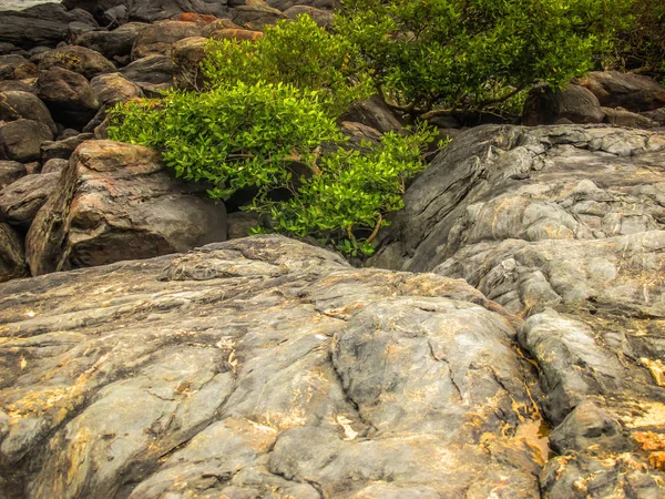 Natur Och Landskap Goa Södra Indien — Stockfoto