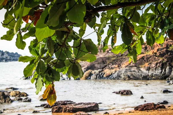 Nature Paysage Goa Sud Inde — Photo