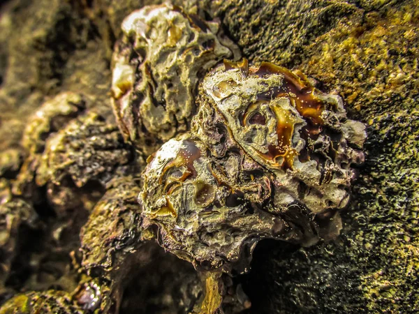 Vahşi kıyı şeridi ve plaj Güney Hindistan'da 