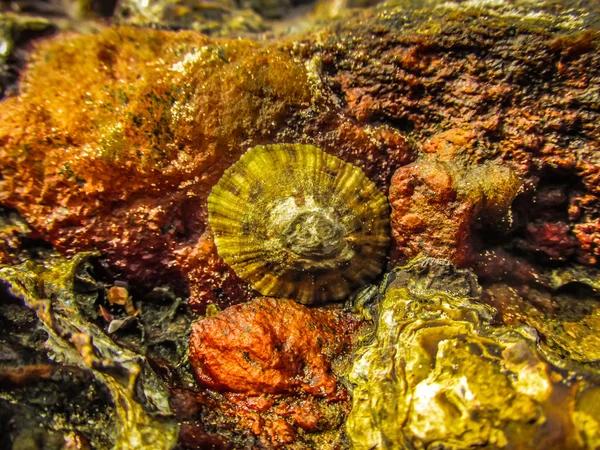 荒々しい海岸線が楽しめますし 南インドのビーチ — ストック写真