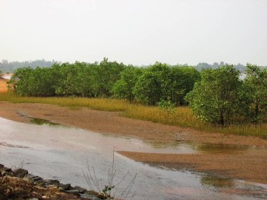 Doğa ve manzara Goa Güney Hindistan'da 