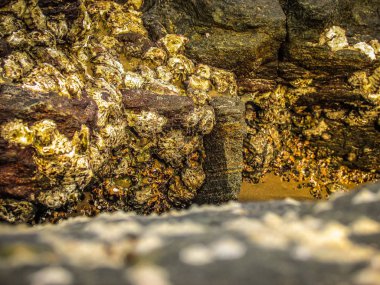 Doğa ve manzara Goa Güney Hindistan'da 