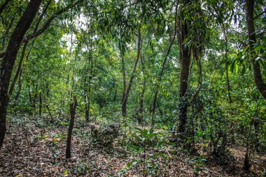Doğa ve manzara Goa Güney Hindistan'da 