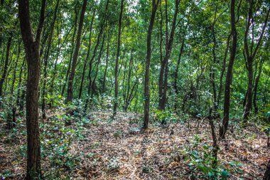 Doğa ve manzara Goa Güney Hindistan'da 