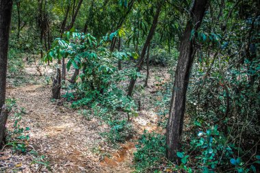 Doğa ve manzara Goa Güney Hindistan'da 