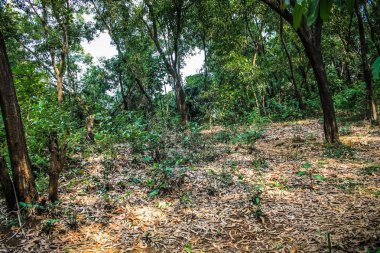 Doğa ve manzara Goa Güney Hindistan'da 