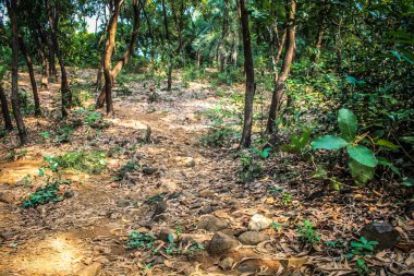 Doğa ve manzara Goa Güney Hindistan'da 