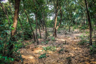 Doğa ve manzara Goa Güney Hindistan'da 