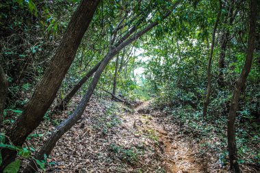 Doğa ve manzara Goa Güney Hindistan'da 