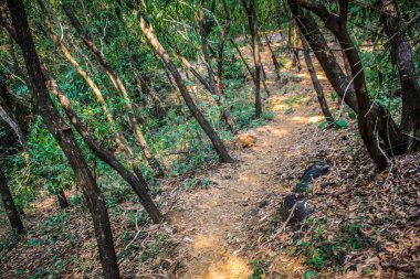Doğa ve manzara Goa Güney Hindistan'da 