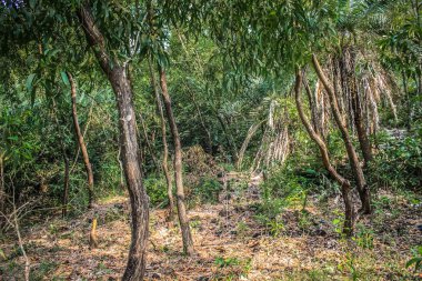 Doğa ve manzara Goa Güney Hindistan'da 