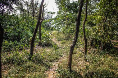 Doğa ve manzara Goa Güney Hindistan'da 