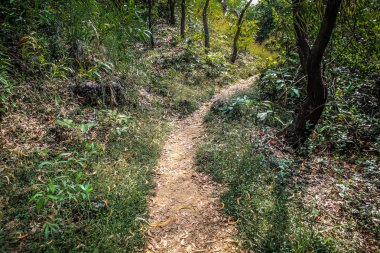 Doğa ve manzara Goa Güney Hindistan'da 