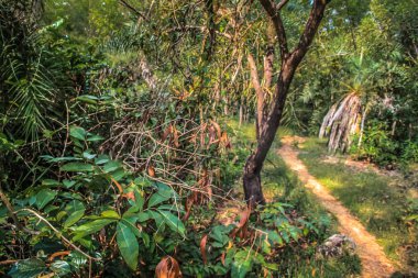 Doğa ve manzara Goa Güney Hindistan'da 