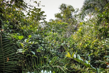 Doğa ve manzara Goa Güney Hindistan'da 