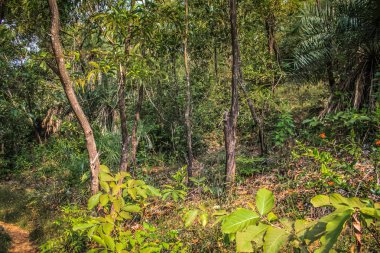 Doğa ve manzara Goa Güney Hindistan'da 