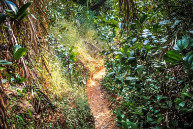 Doğa ve manzara Goa Güney Hindistan'da 