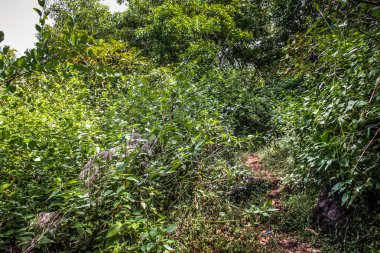 Doğa ve manzara Goa Güney Hindistan'da 