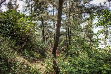 Doğa ve manzara Goa Güney Hindistan'da 