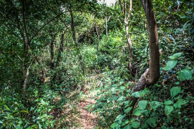 Doğa ve manzara Goa Güney Hindistan'da 