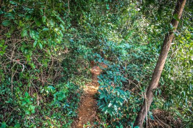 Doğa ve manzara Goa Güney Hindistan'da 