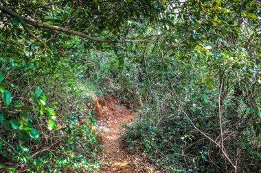 Doğa ve manzara Goa Güney Hindistan'da 