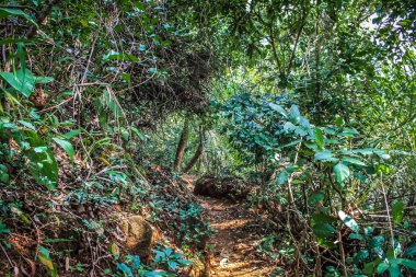 Doğa ve manzara Goa Güney Hindistan'da 